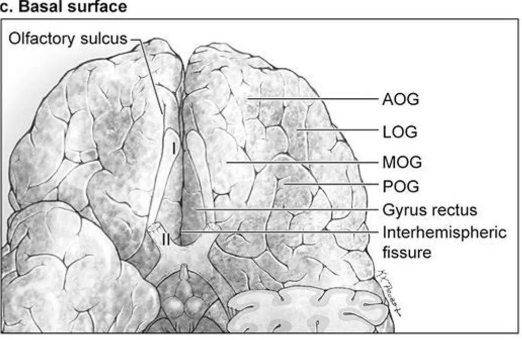 額葉的基底面由直回和眶回(眶內側回(mog),眶外側回(log),眶前回(aog)