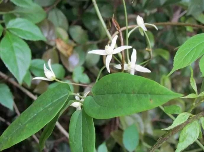 威灵仙配桂心等,可治身体一会这痛,一会那痛!