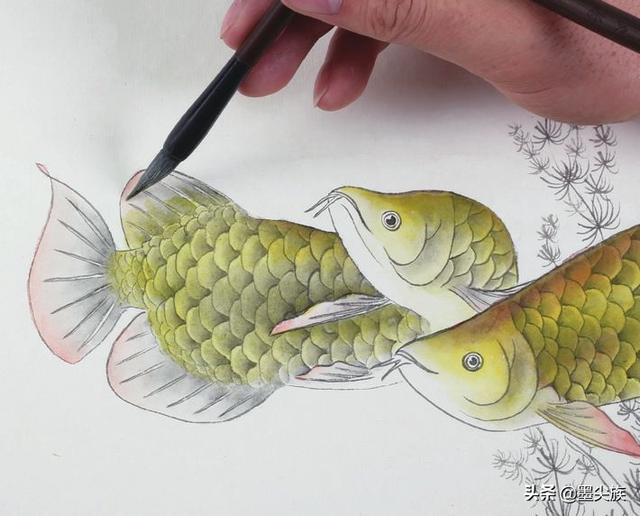 工笔鱼作品的创作过程,超详细,学习了