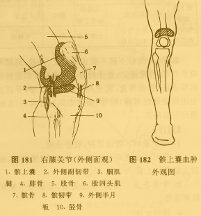 髌上囊与关节腔相通吗图片