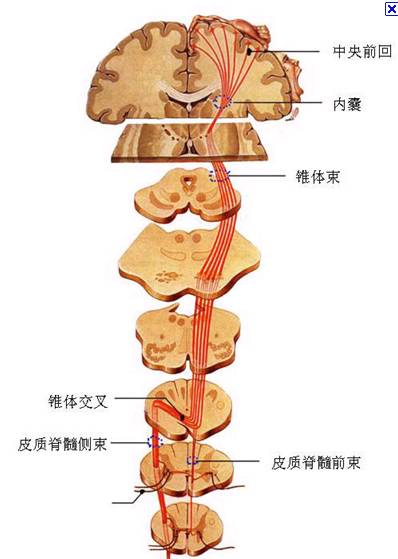 脊髓前角细胞图片图片