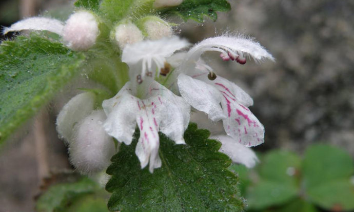 唇形花科小野芝麻