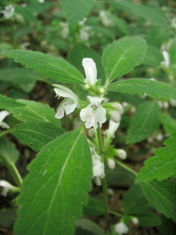 唇形花科小野芝麻