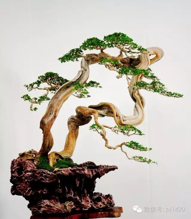 盆景欣赏以曲为美美在变化