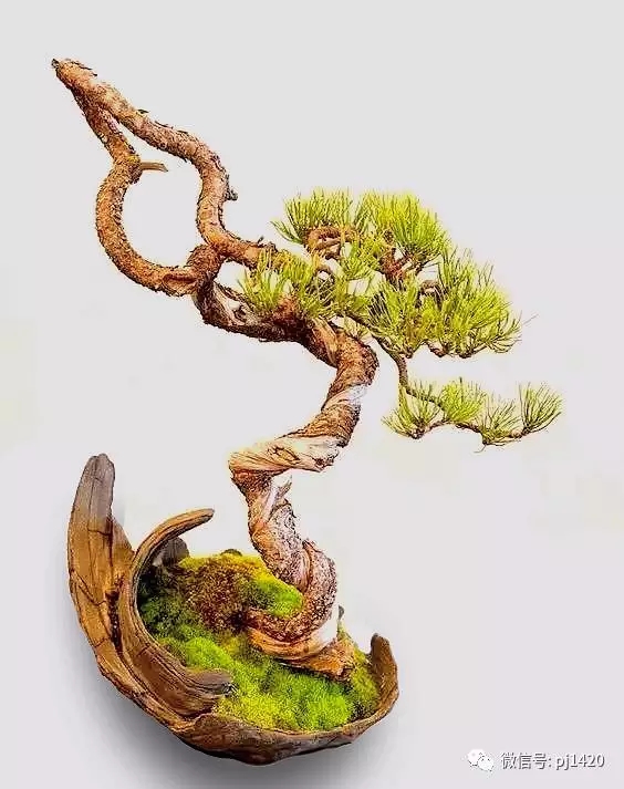 盆景欣赏——以曲为美,美在变化! - 好网角收藏夹
