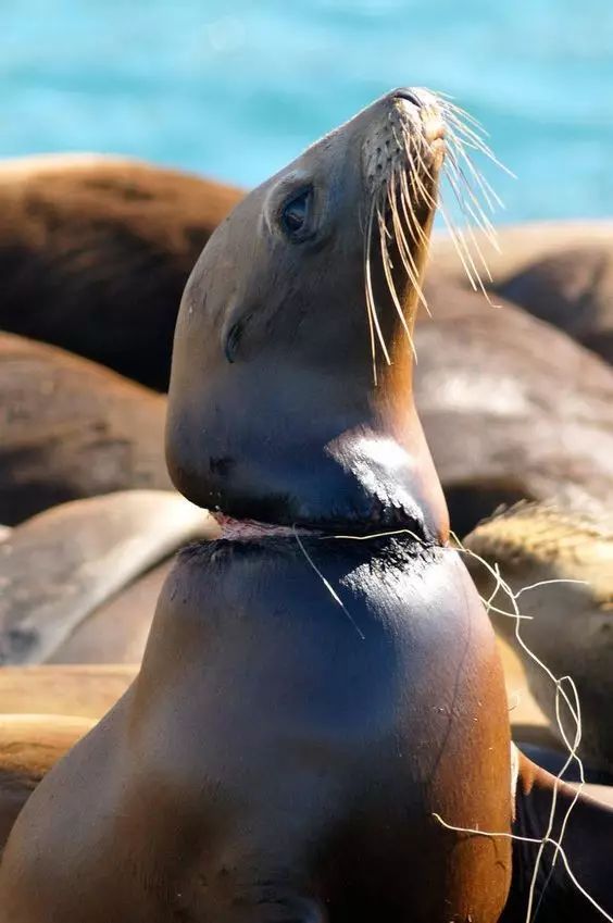 害的鹅喙鲸的肠子中取出的塑料袋死亡的信天翁,海洋动物不能消化垃圾