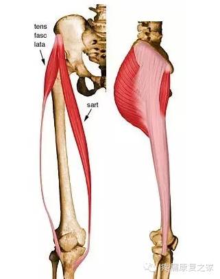【每日一肌】--阔筋膜张肌与髂胫束