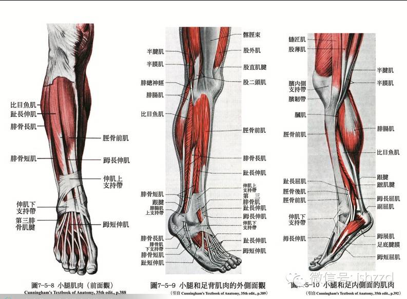 上100张精美骨骼肌肉tao图