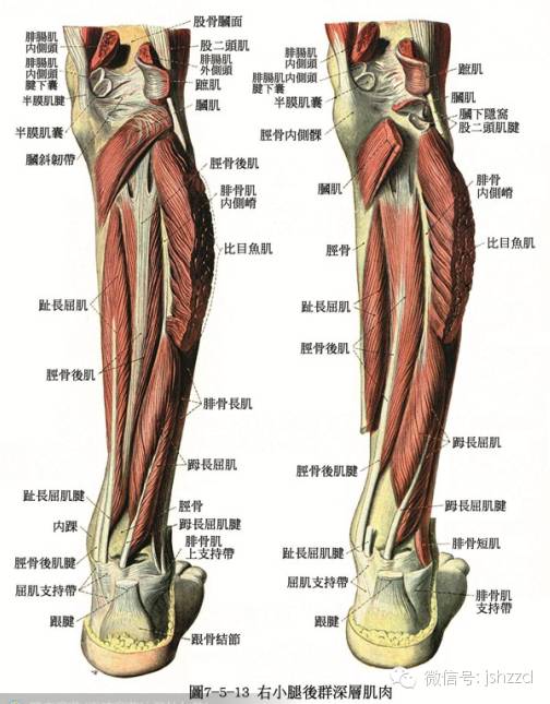 上100張精美骨骼肌肉tao圖