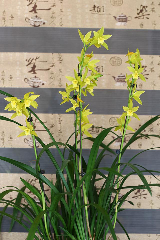 花中四君子之兰花