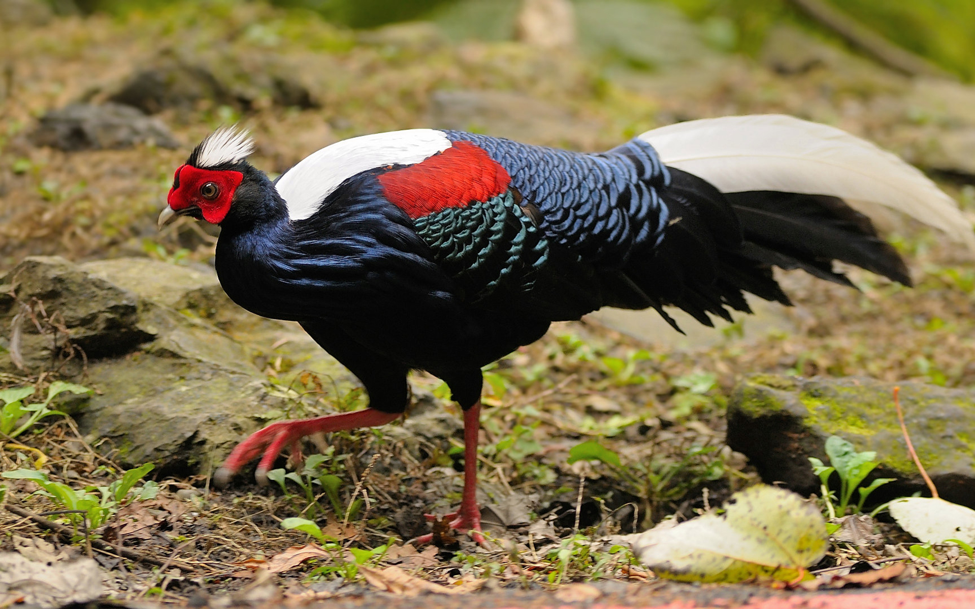动物图集蓝鹇鸟