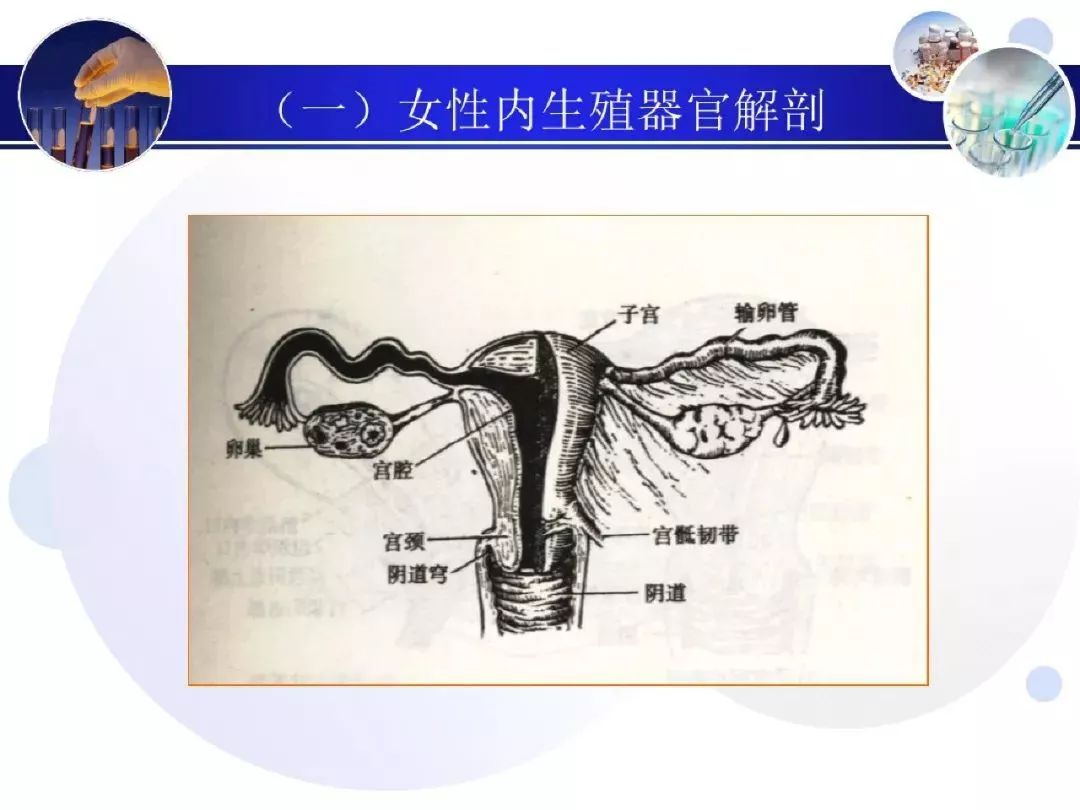 妇产超声：子宫及附件解剖和超声诊断