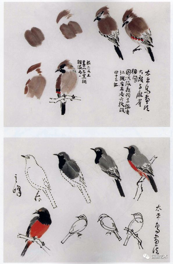 国画各种鸟的画法图片