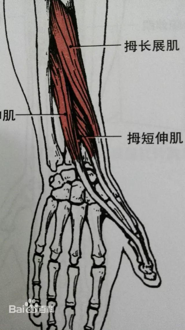 大拇指的肌腱在哪里图片