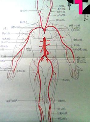 全身血管图手绘图片