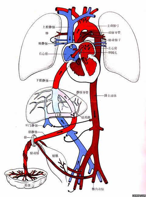 人体静脉瓣膜分布图图片
