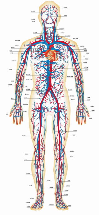 全身动脉系统解剖图图片