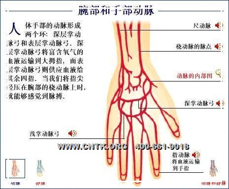 腕部静脉示意图图片