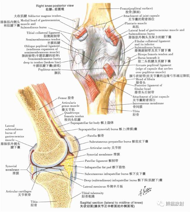 連續橫斷面髖肌和大腿肌附著區:前/後面觀股骨股骨頭和股骨頸的動脈髖