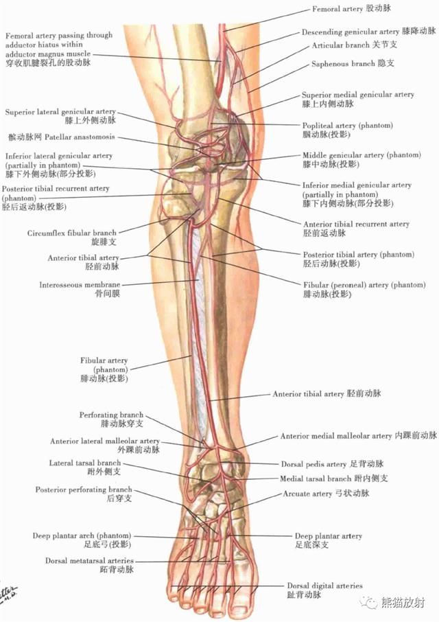 大腿内外解剖图图片
