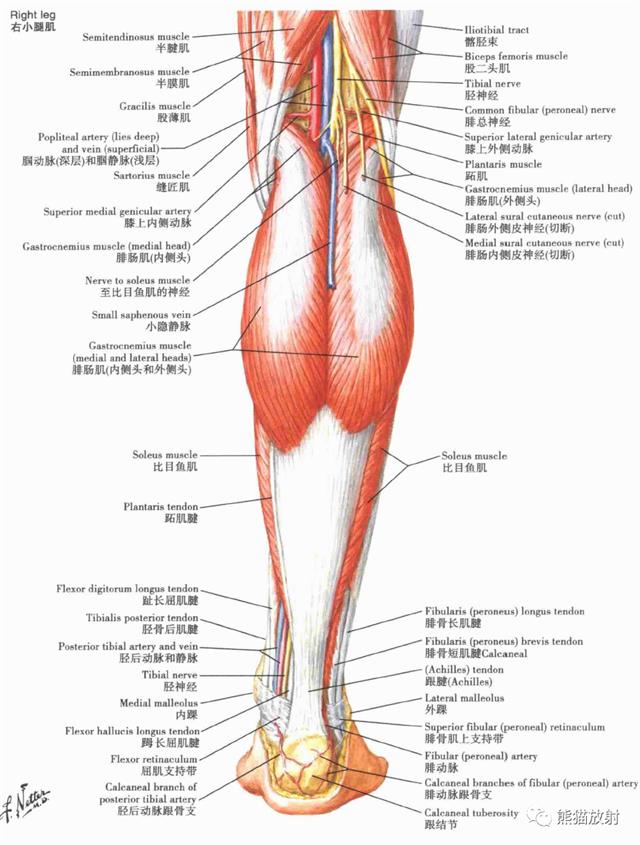 小腿肌