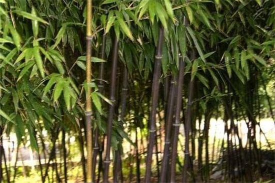 黎子竹,水竹喜欢生长在温暖湿润的环境下,水竹不仅拥有极高的观赏价值