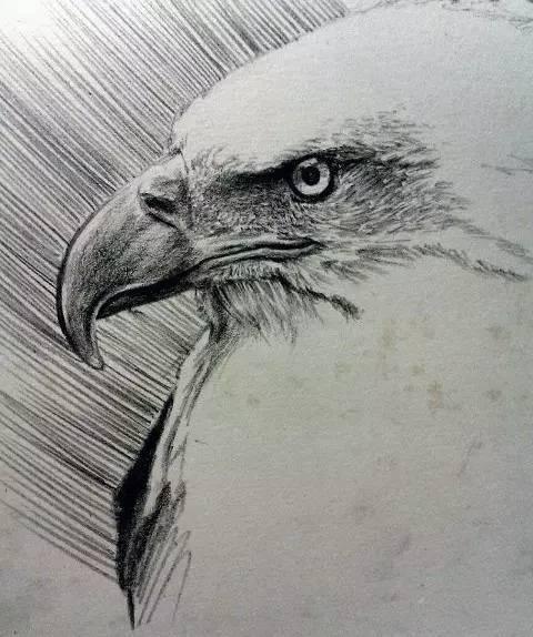 用素描的手法来画鹰,太帅了,还不来试试?