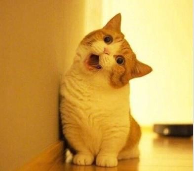 铲屎官晒猫咪歪头杀满脸疑惑超萌喵铲屎的是不是傻