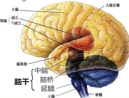 人头部后脑的结构图图片