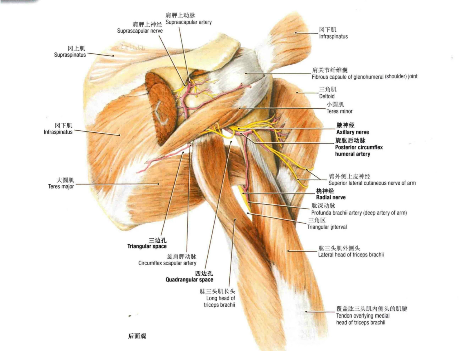 其长头肌腱位于肩关节内,它经过结节间沟进入孟肱关节,由于结节间沟