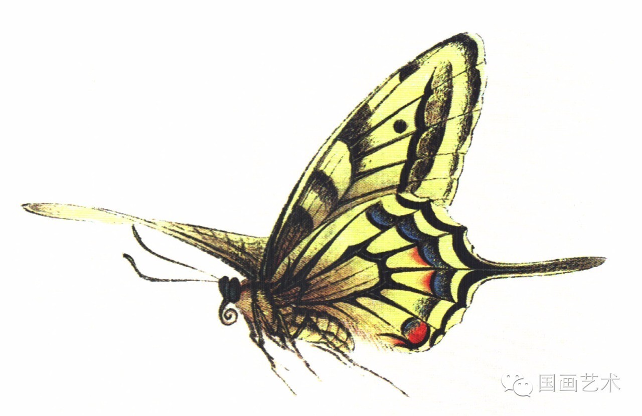 图文教程:工笔蝴蝶设色步骤示范 - 好网角收藏夹