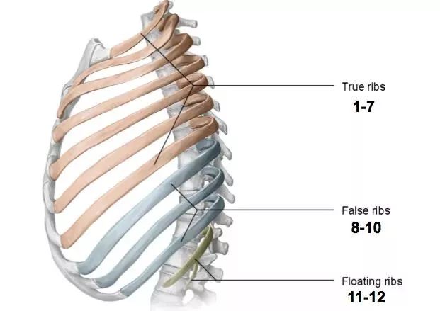 肋弓的准确位置图图片