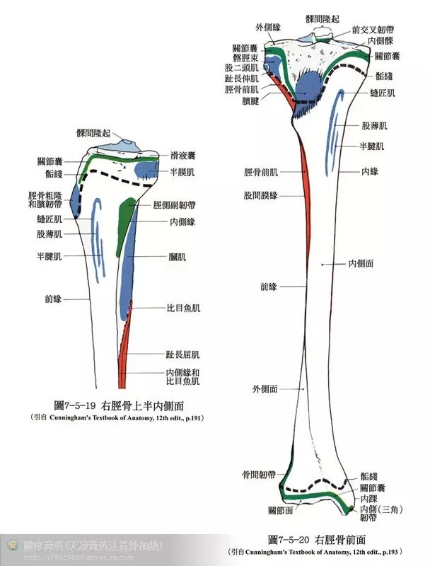 人體解剖骨骼肌肉很全面的tao圖