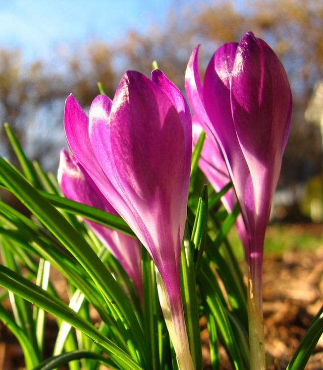 无悔的青春——藏红花