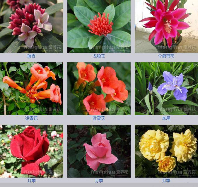 花卉欣赏花卉种类大全