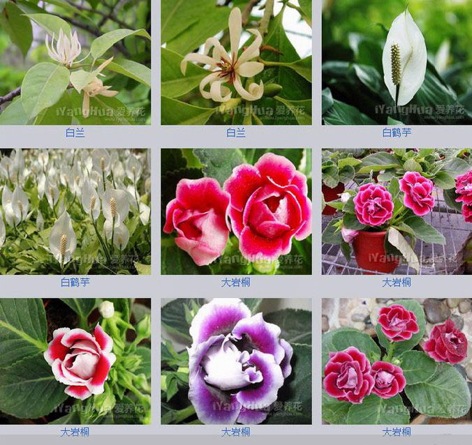 花卉欣赏花卉种类大全