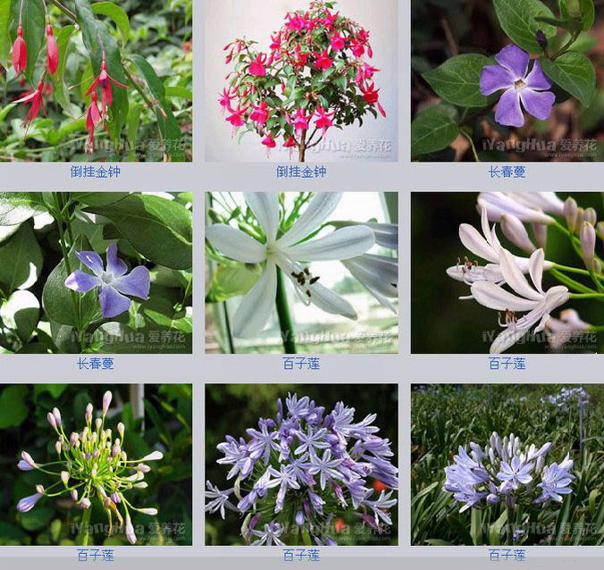 花卉欣赏花卉种类大全