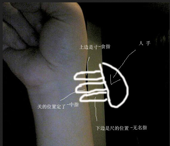 寸关尺切脉位置图如何确定尺寸关的位置