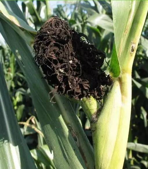 玉米病害图谱防治大全 - 好网角收藏夹