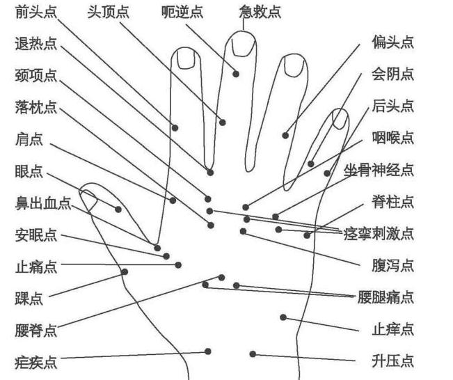 从头到脚人体全息图
