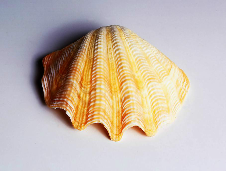 这样的海螺贝壳真的很少见之一