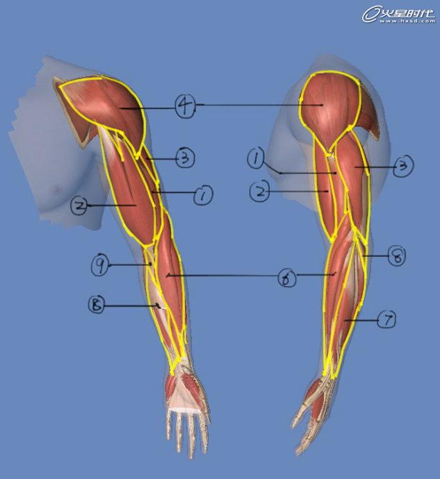 胳膊肌肉解剖图图片