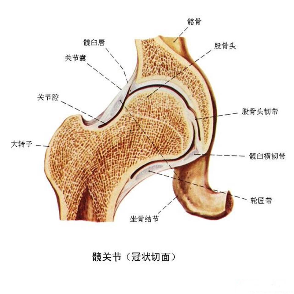 股骨头关节囊解剖图图片