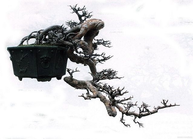 十款悬崖式盆景造型讲解