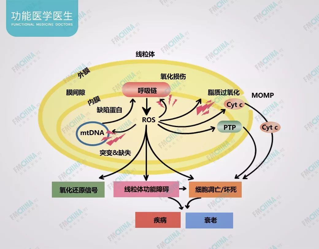 功能医学七大生理平衡之能量平衡线粒体功能与能量代谢上