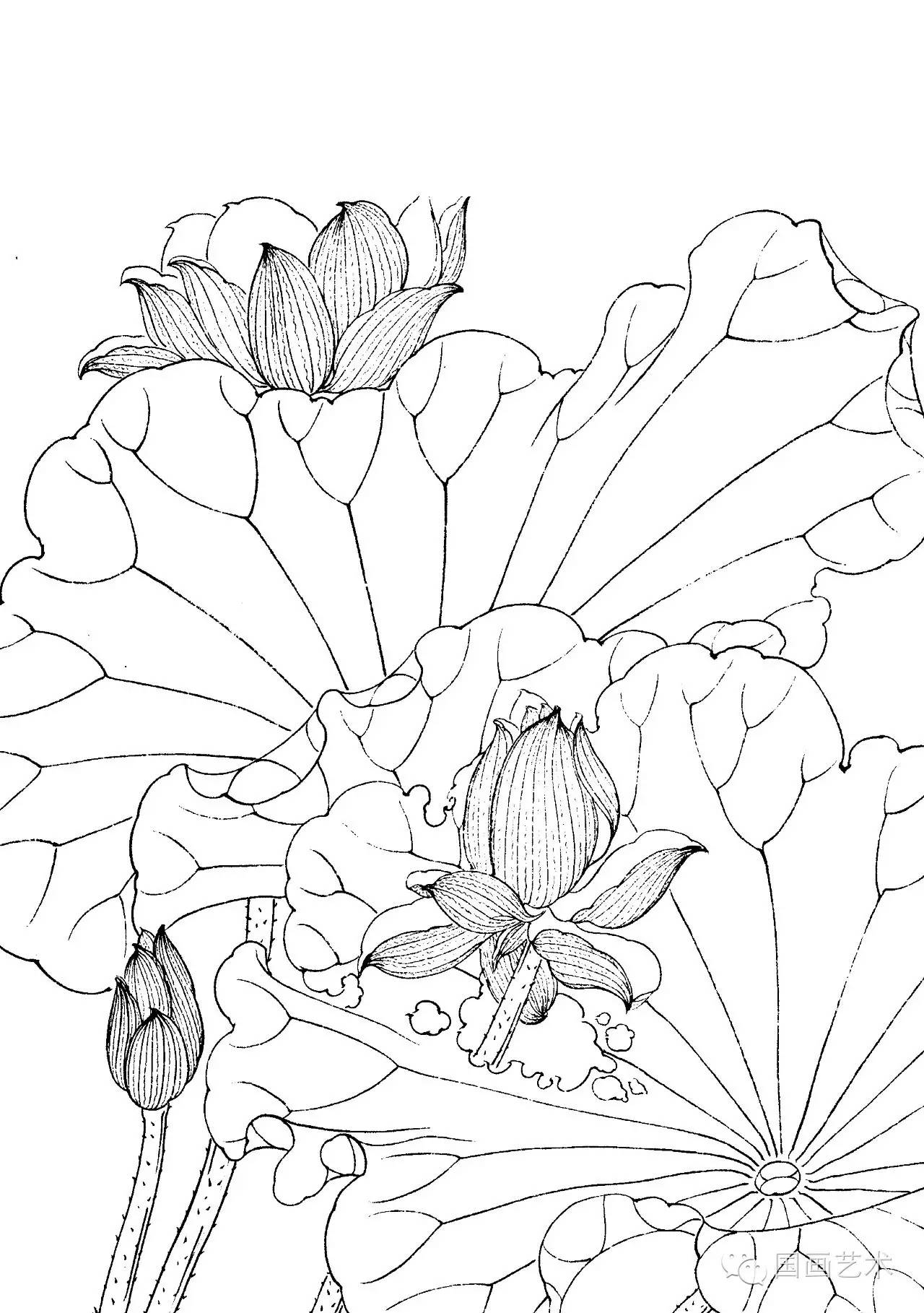请收好这一组高清白描荷花画稿