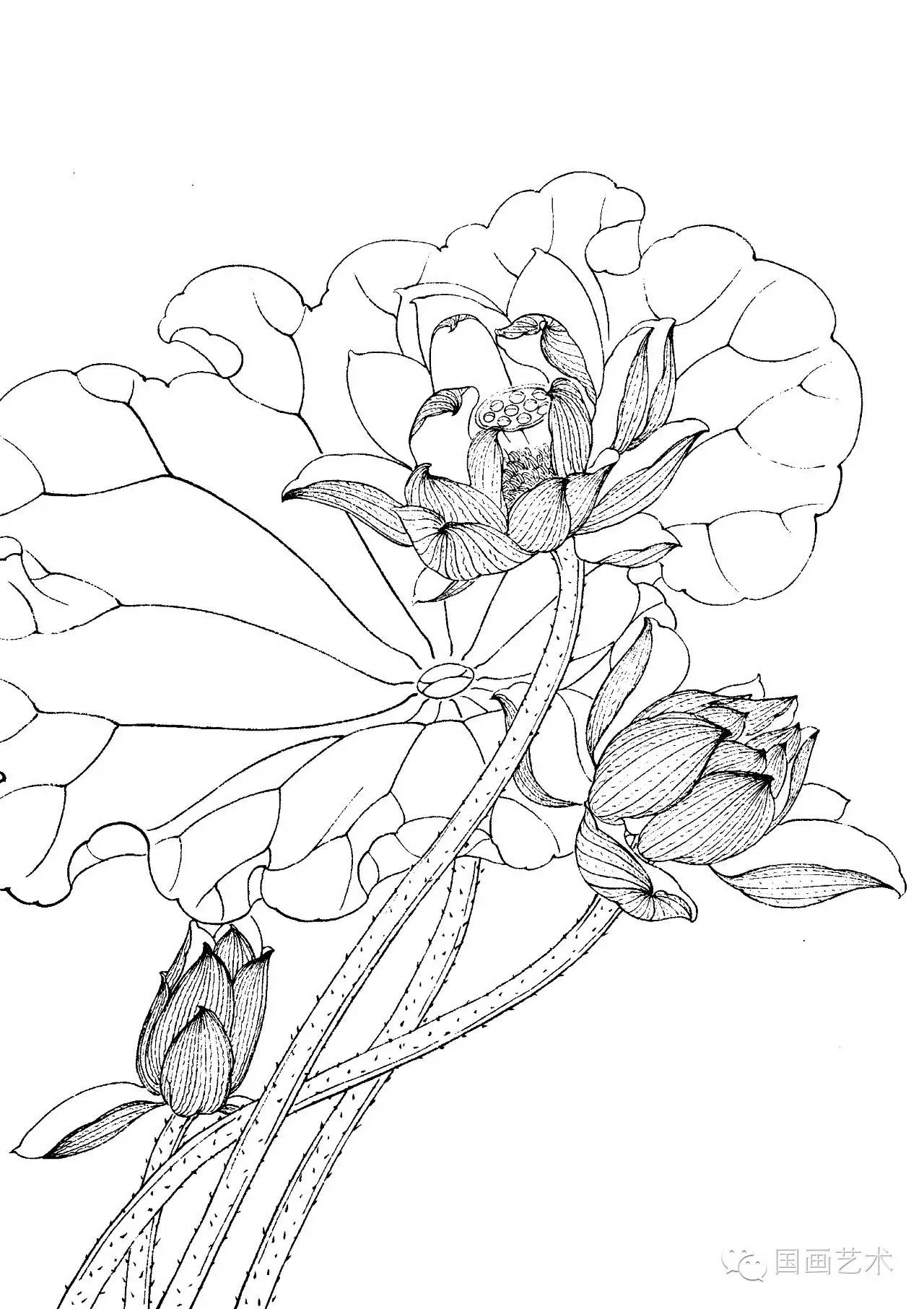 请收好这一组高清白描荷花画稿