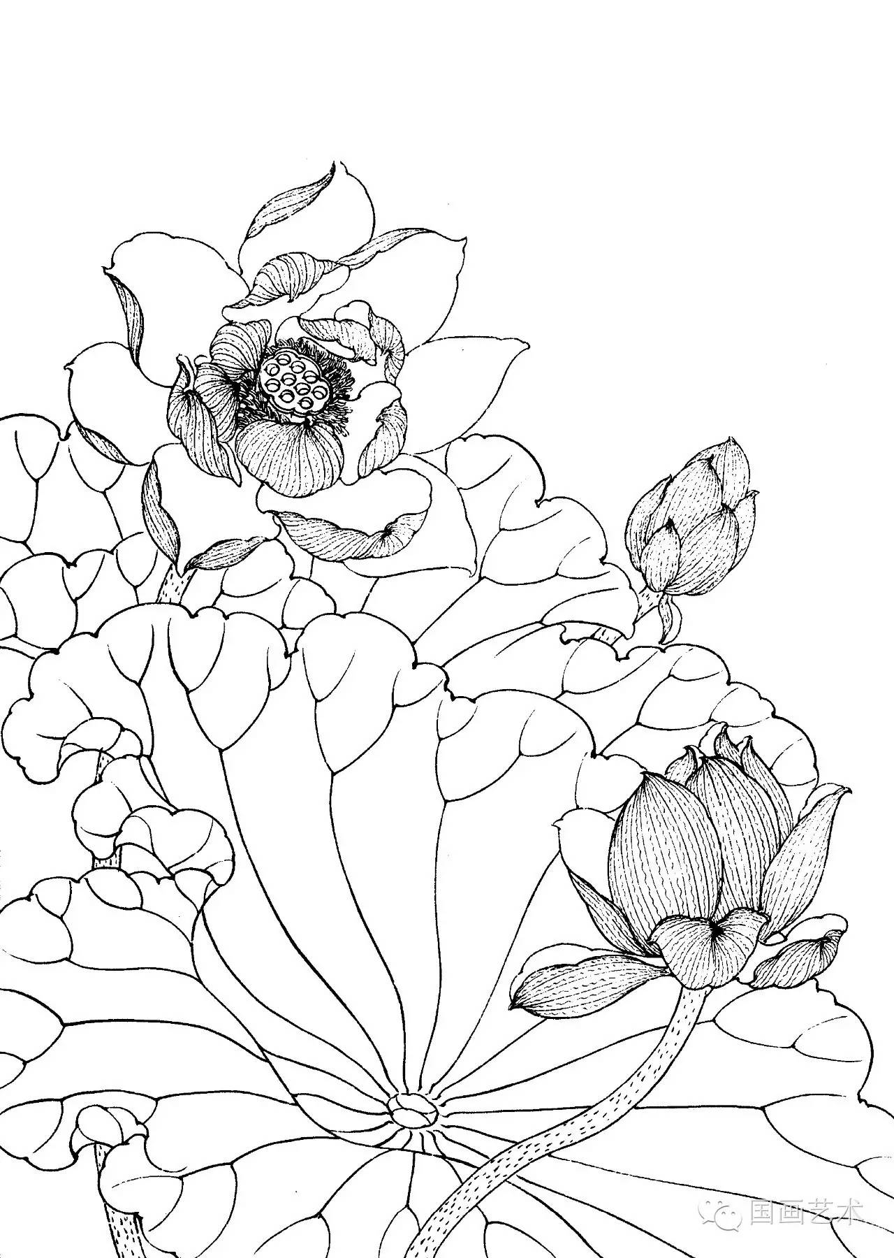 请收好这一组高清白描荷花画稿