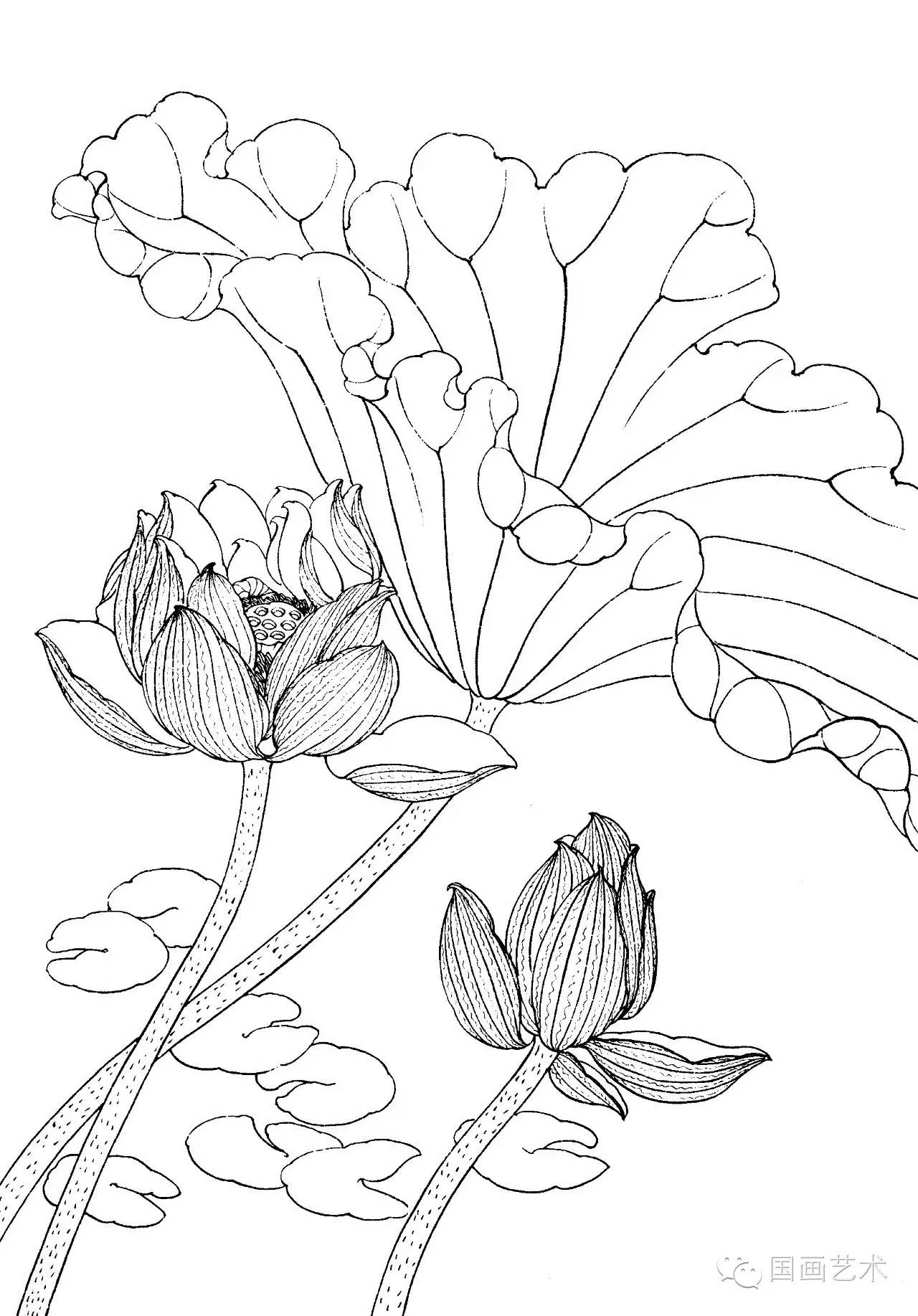 请收好这一组高清白描荷花画稿