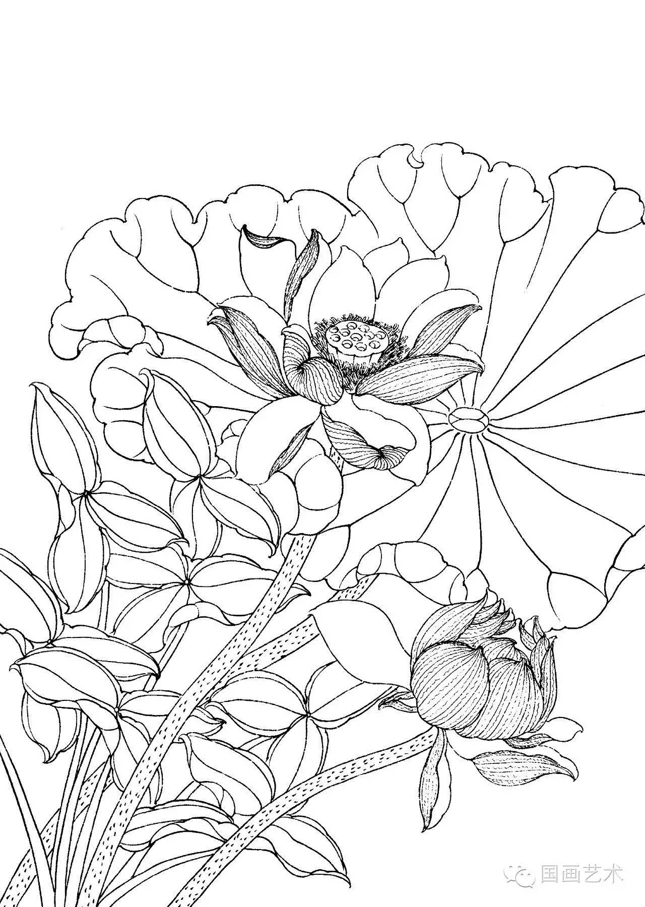 请收好这一组高清白描荷花画稿